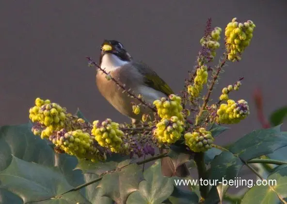 bulbuls eating flower petals