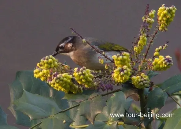 bulbuls eating flower petals