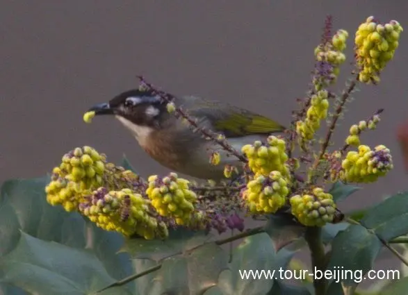 bulbuls eating flower petals