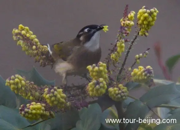 bulbuls eating flower petals