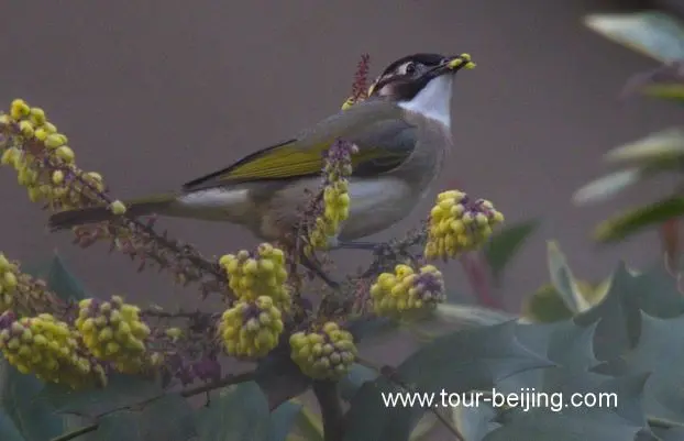 bulbuls eating flower petals