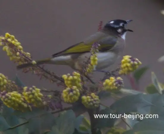 bulbuls chirping