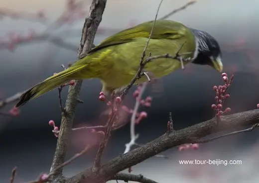 Collared finchbills in Hangzhou