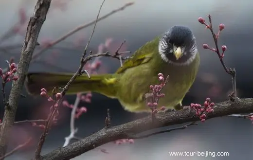 Collared finchbills in Hangzhou