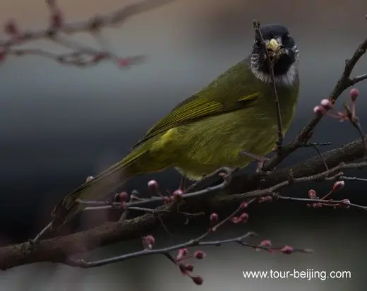 Collared finchbills in Hangzhou