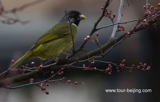 Collared finchbills in Hangzhou