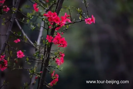 Flowers, useless and beautiful