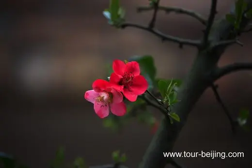 Flowers, useless and beautiful