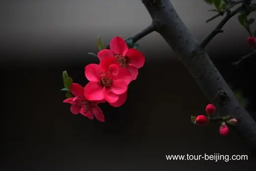 Flowers, useless and beautiful
