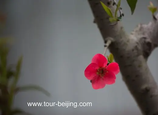 Flowers, useless and beautiful