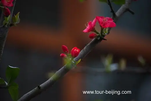 Flowers, useless and beautiful