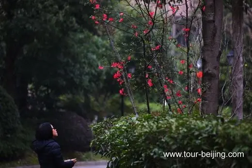 Flowers, useless and beautiful