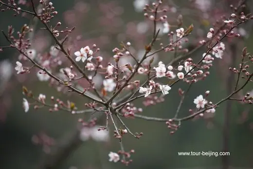 A tree of white flowers like the flying snow