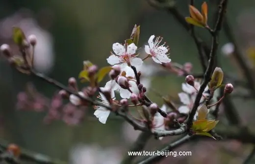A tree of white flowers like the flying snow