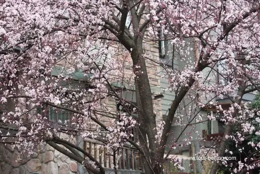 A tree of white flowers like the flying snow