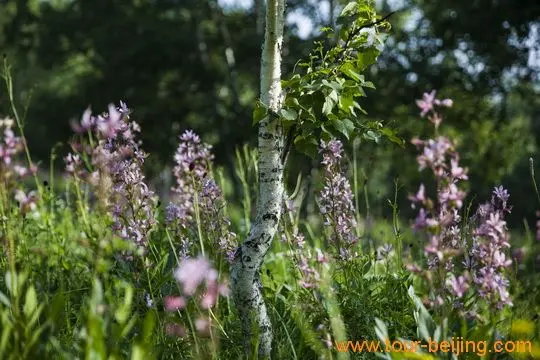 Birch Tree and Wild Flowers