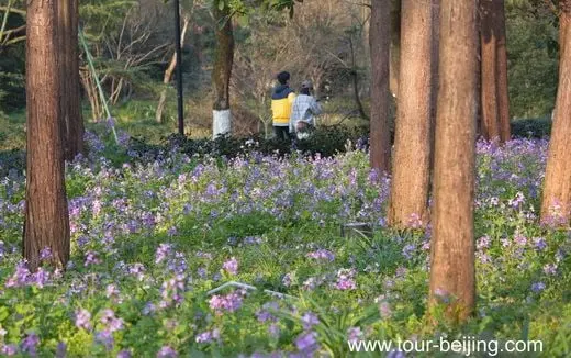 Smell the fragrance of West Lake Spring despite face masks