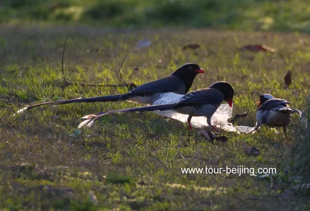 Red billed Blue Magpie in Hangzhou Changqiao Park