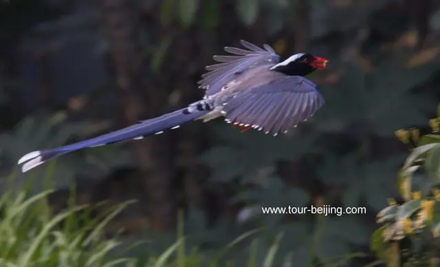 Red billed Blue Magpie in Hangzhou Changqiao Park