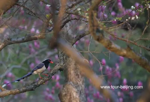 Red billed Blue Magpie in Hangzhou Changqiao Park