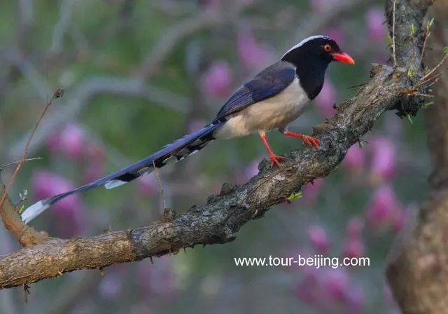 Red billed Blue Magpie in Hangzhou Changqiao Park