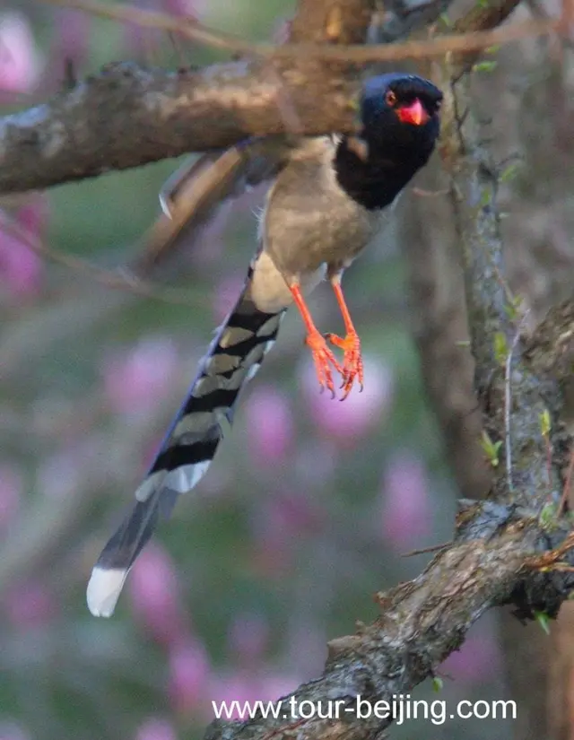 Red billed Blue Magpie in Hangzhou Changqiao Park