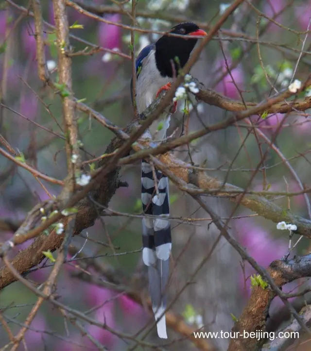 Red billed Blue Magpie in Hangzhou Changqiao Park