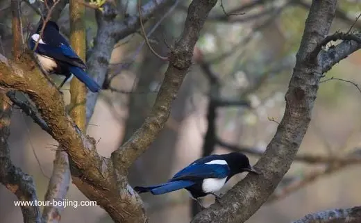 Magpies and a Black Cat