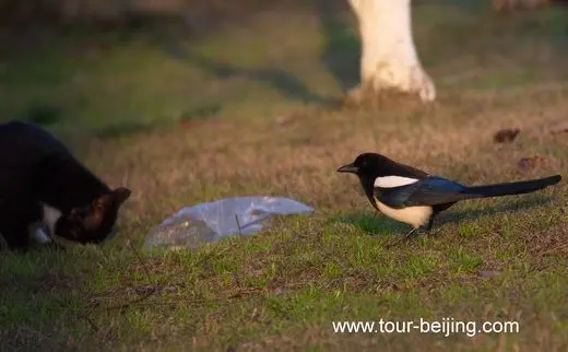 Magpies and a Black Cat