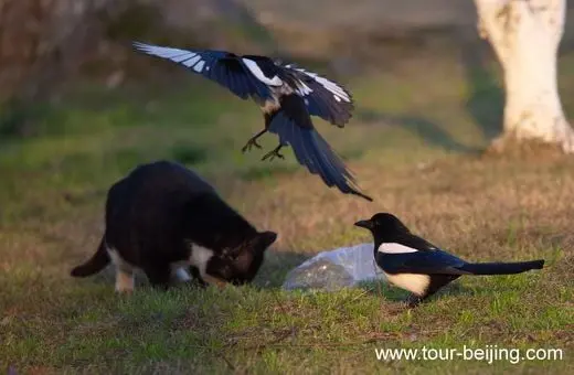 Magpies and a Black Cat