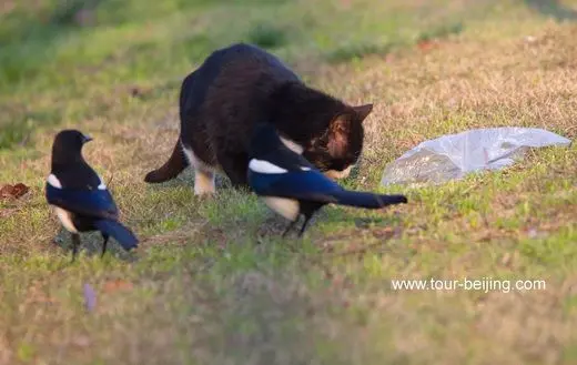 Magpies and a Black Cat