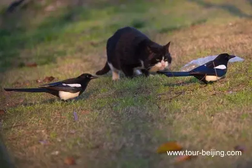 Magpies and a Black Cat