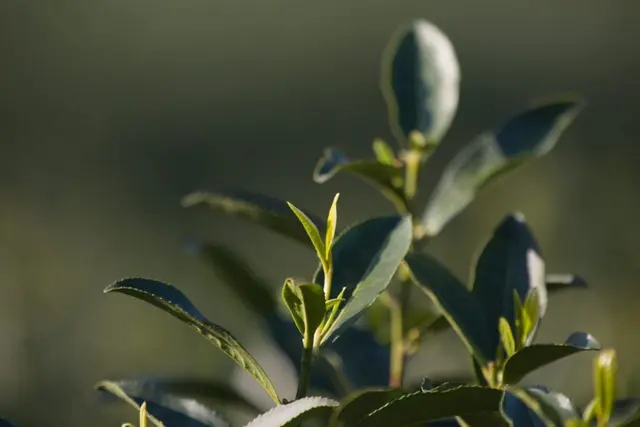 Green Tea Picking and Tea Plantation in Hangzhou