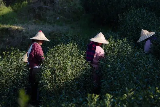 Green Tea Picking and Tea Plantation in Hangzhou