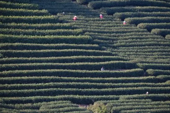 Green Tea Picking and Tea Plantation in Hangzhou