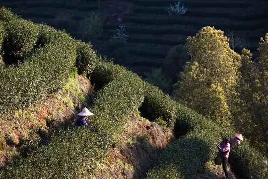 Green Tea Picking and Tea Plantation in Hangzhou