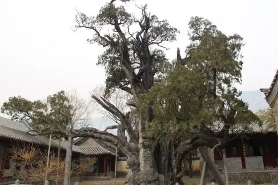 General Cypress
