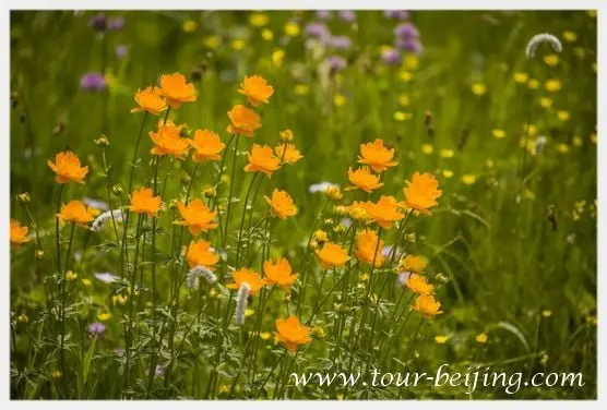 Jinlianchuan Grassland (Tips & Photos)