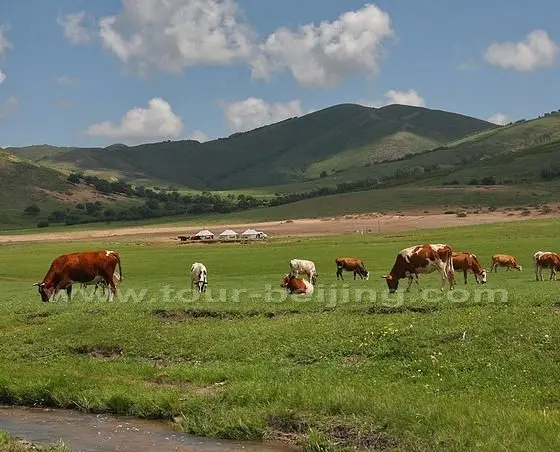 Gong Geer Grassland (Tips, Photos & Map)