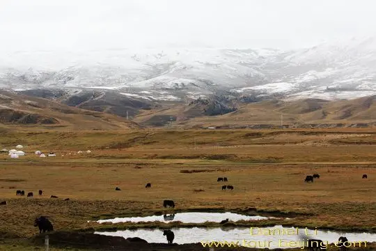 Grazing Yaks