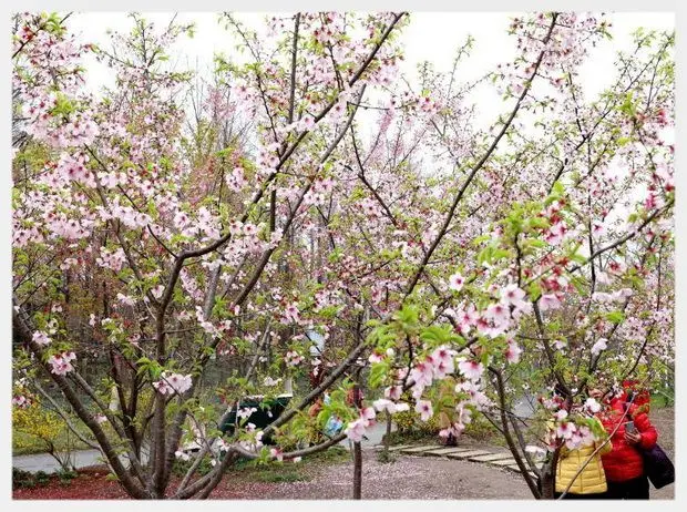 Shanghai Cherry Blossom Festival (Tips, Photo & Map)