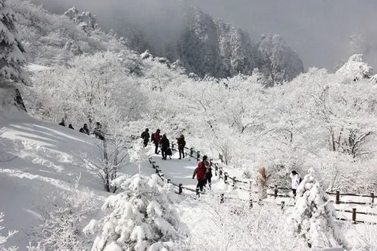 Walking in the winter white fairyland
