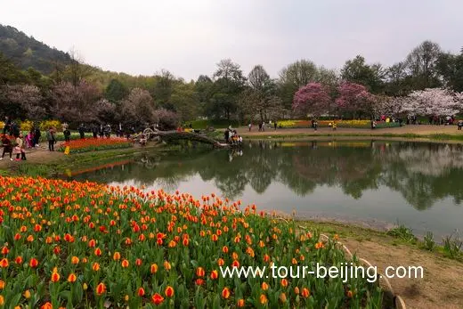 Best Time and Place to See Cherry & Tulip Flowers in Hangzhou