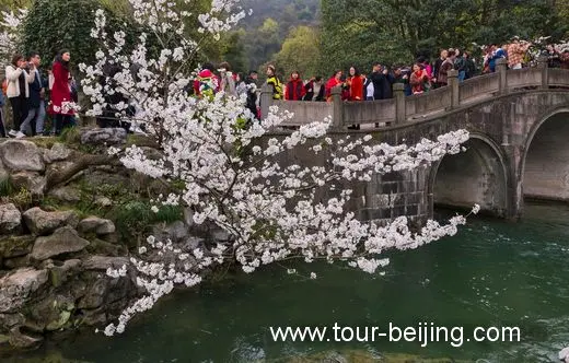 Best Time and Place to See Cherry & Tulip Flowers in Hangzhou