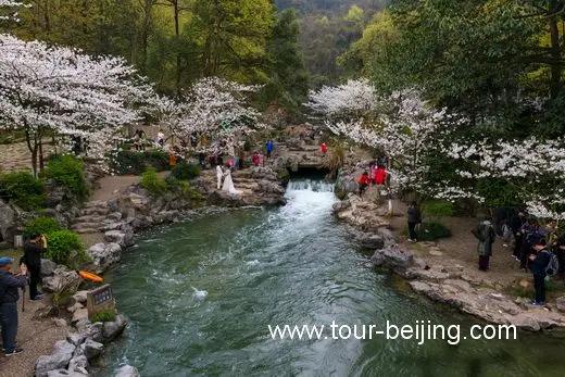 Best Time and Place to See Cherry & Tulip Flowers in Hangzhou