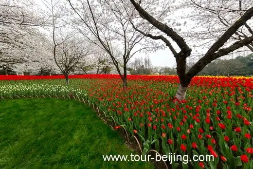 Best Time and Place to See Cherry & Tulip Flowers in Hangzhou