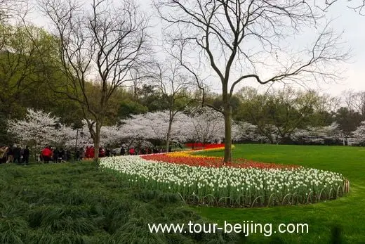 Best Time and Place to See Cherry & Tulip Flowers in Hangzhou