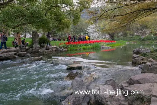 Best Time and Place to See Cherry & Tulip Flowers in Hangzhou