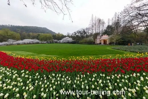 Best Time and Place to See Cherry & Tulip Flowers in Hangzhou