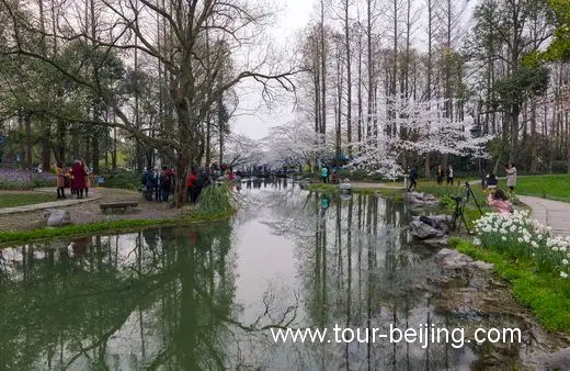 Best Time and Place to See Cherry & Tulip Flowers in Hangzhou